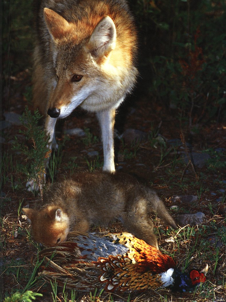 [coyote4-Mom_feeding_baby_with_Ring-neckedPheasant.jpg]