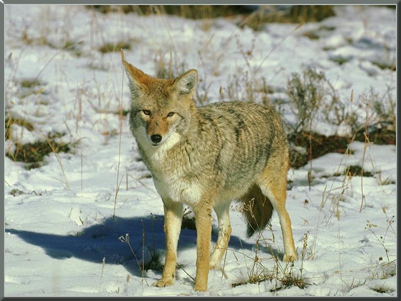 [coyote_03-Standing_on_snow_field.jpg]