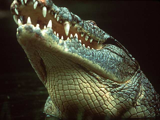 [NileCrocodile-HeadUp.jpg]