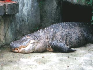[crocodile-anim062.jpg]