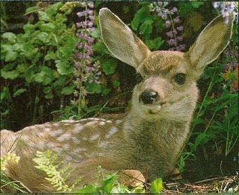 [Deer-fawn.jpg]