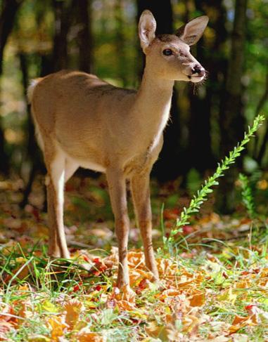 [Deer01-White-tailedDeer-On_leaves.jpg]