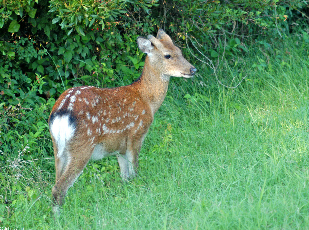 [Sika Deer (Cervus nippon).JPG]