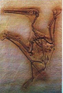 [FlyingDinosaurus-Pterodon-fossil.jpg]
