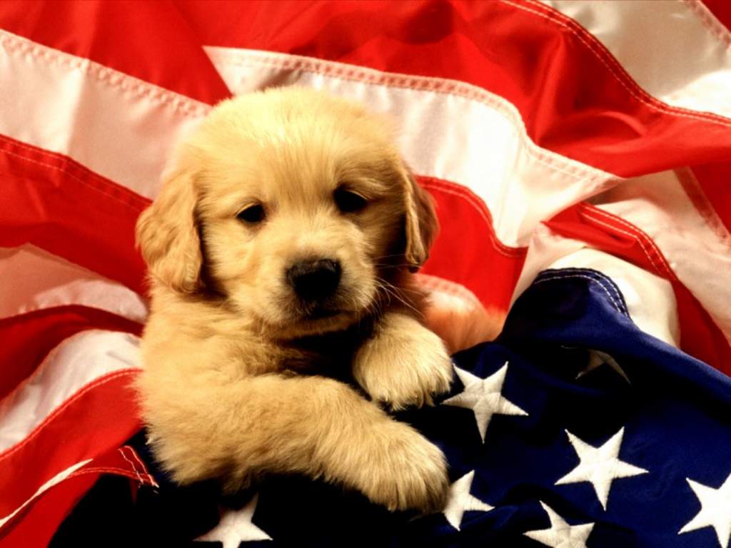 [1024 - American Puppy.jpg]