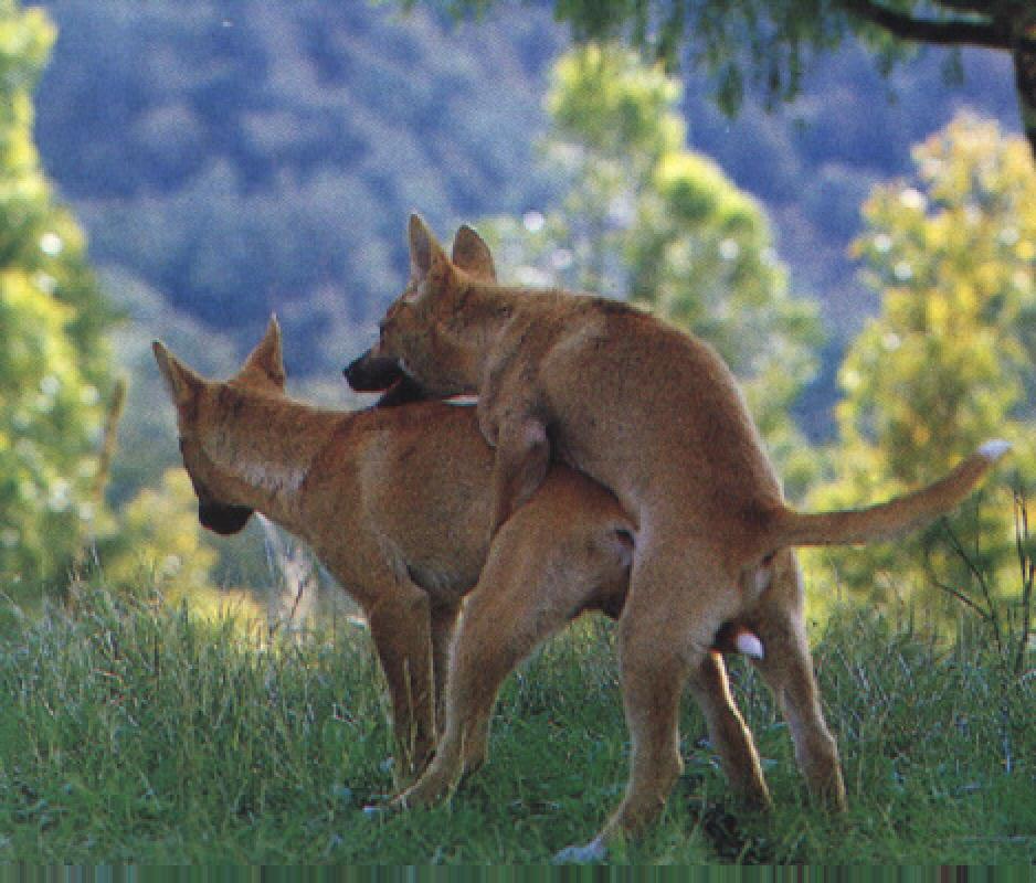 Cartoon animals mating 🌈 Dogs.Mating Сток видеоклипы - iStoc