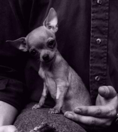 [Chihuahua2_Dog.jpg]