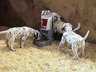 [DalmatianDog-Puppies4.jpg]