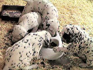 [DalmatianDog-Puppies5.jpg]