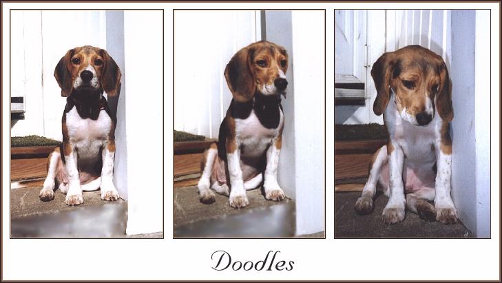 [Dog-Beagle-doodles3.jpg]
