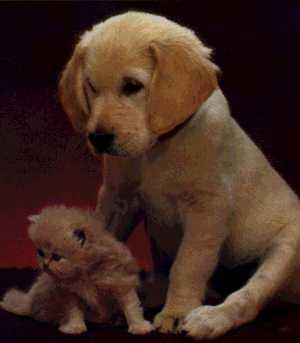 [Dog-Puppy-With-Kitten.jpg]