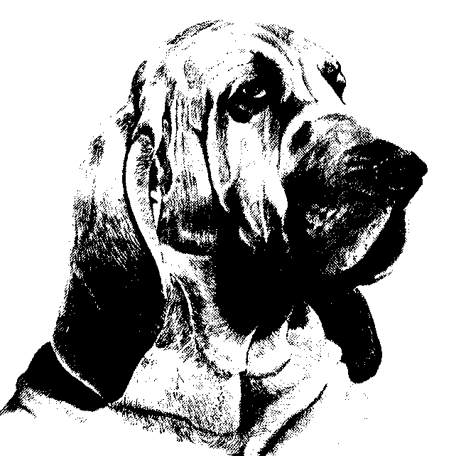 [DogDrawing-bloodhound.gif]
