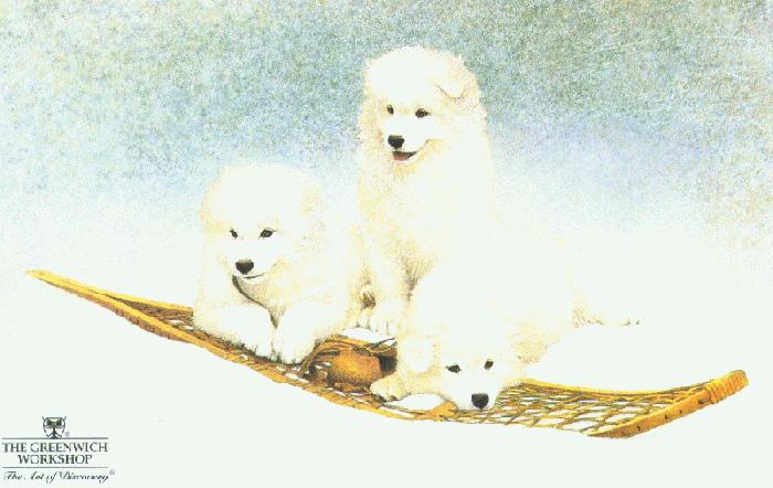 [Snow_Buddies-Scott_Kennedy-WhiteSomoyedDogs-3Puppies.jpg]
