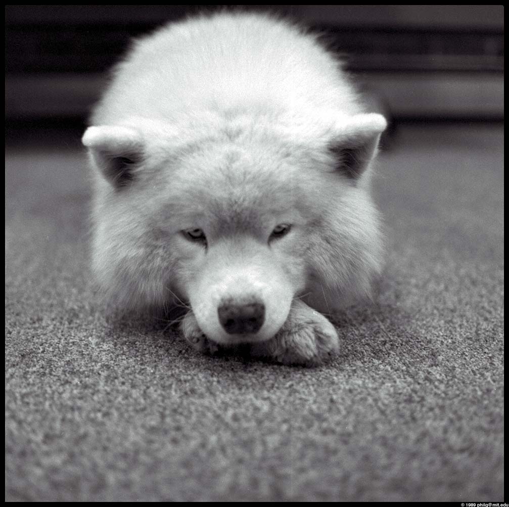 [WhiteDog-Puppy-Cute.jpg]