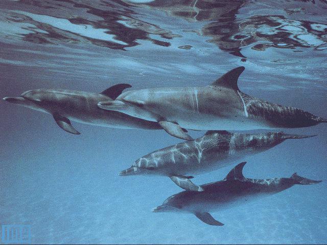 [spotteddolphins.jpg]