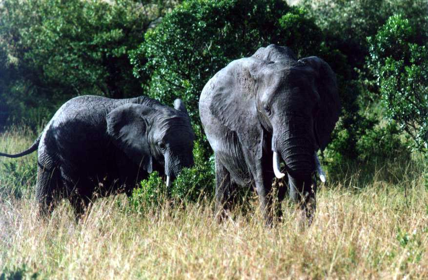 [AFRICANELEPHANTS2-MOM-N-YOUNG-OUT_OF_BUSH.JPG]