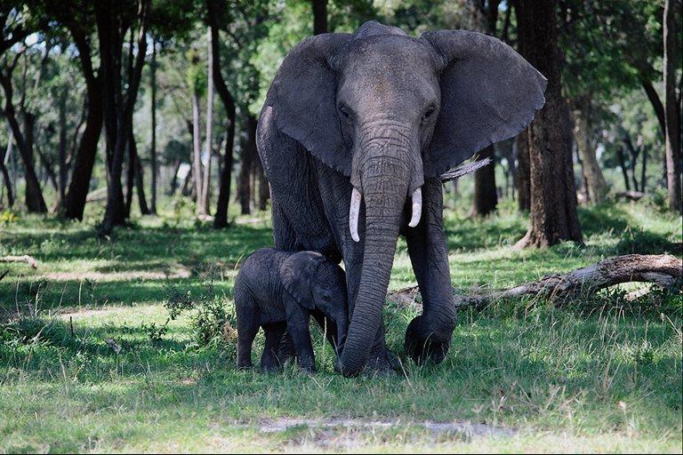 [AfricanElephants-Mom_n_baby-Walking_in_forest.jpg]