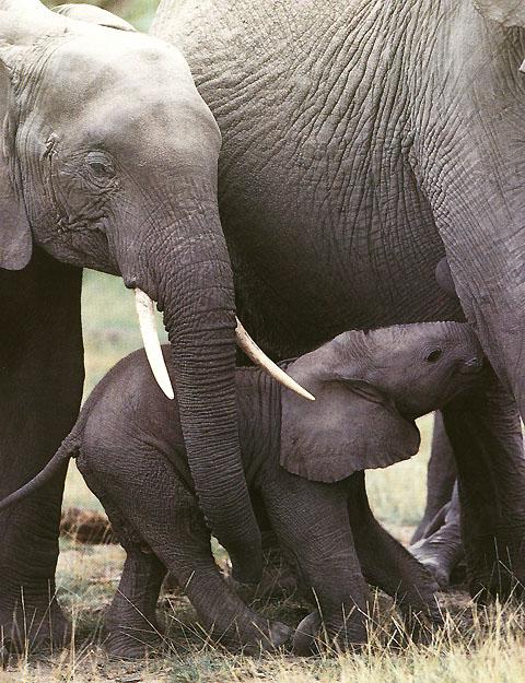 [AfricanElephants_Mom_Nursing_baby.jpg]