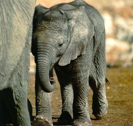 [afwld015-SouthAfricanElephant-Calf-Walking.jpg]