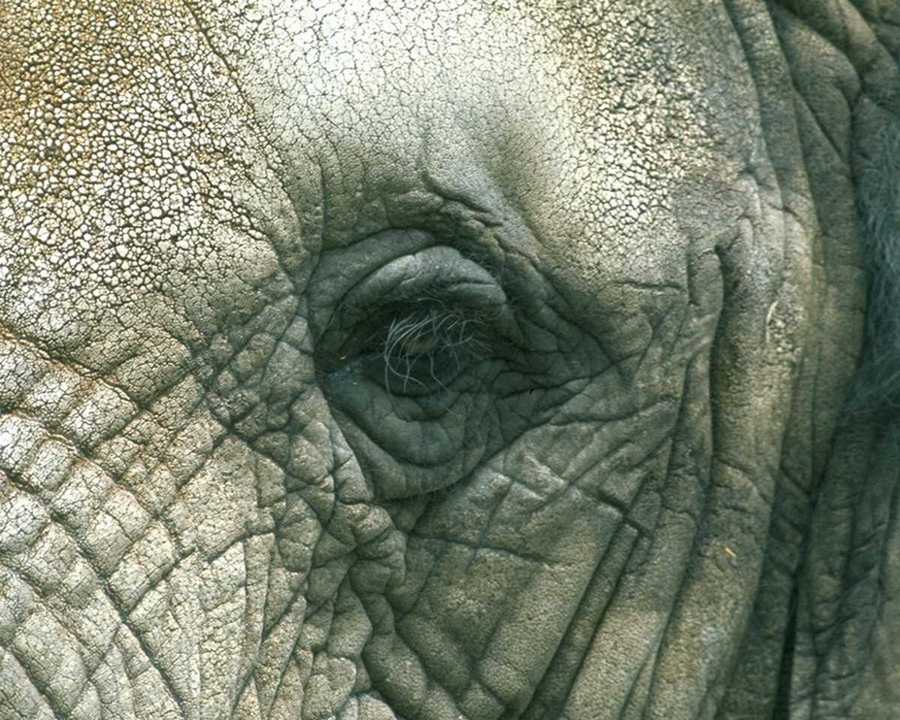 [animalwild025-AfricanElephant-VeryCloseup_of_eye.jpg]