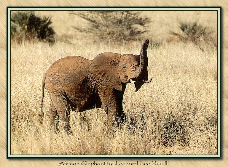 [ele_001-AfricanElephant-Roaring-InBush.jpg]
