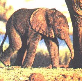 [elep1-AfricanElephant-Baby.jpg]