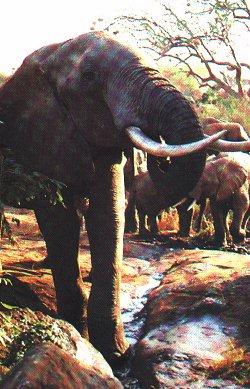 [elep2-AfricanElephant-GreatIvory.jpg]