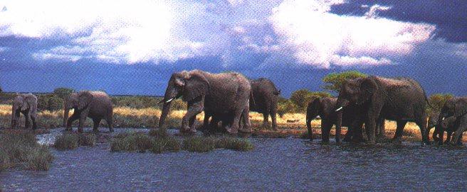 [elep3-AfricanElephants-InSwamp.jpg]