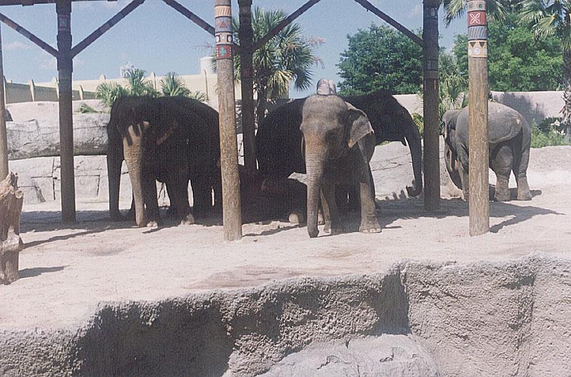 [elephants-zoo1.jpg]