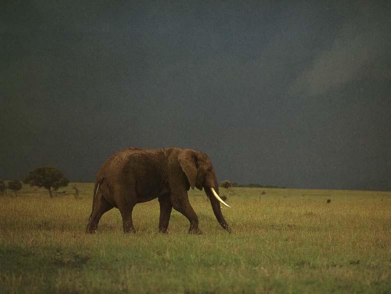 [elip07-Elephant-WalkingOnGrassland.jpg]