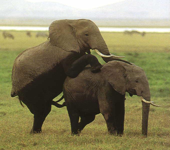 [fr-AfricanElephants-Mating.jpg]