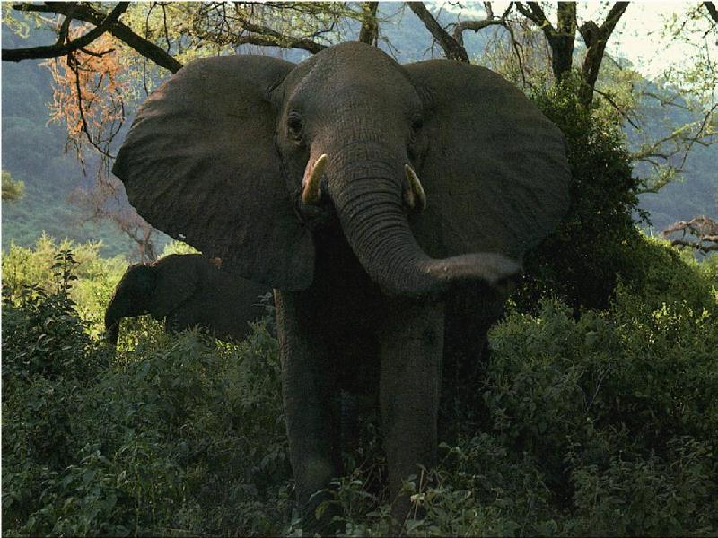[pvwild35_elephant.jpg]