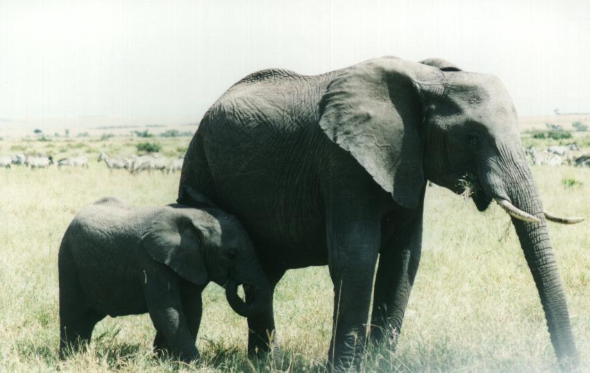 [safari13_elephant.jpg]