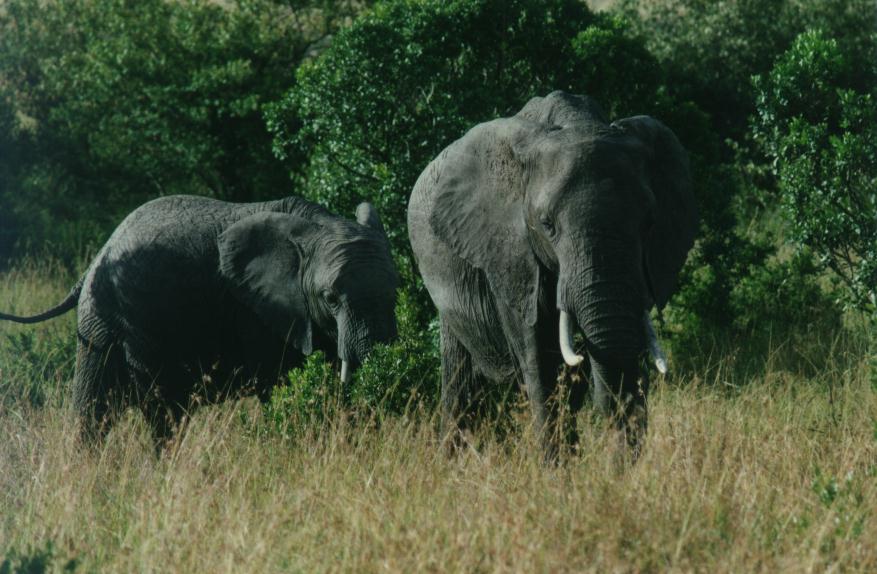 [safari15_elephant.jpg]