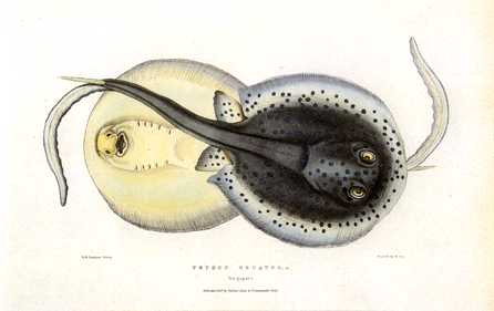 [Anmaq138-Painting-Flatfish.jpg]