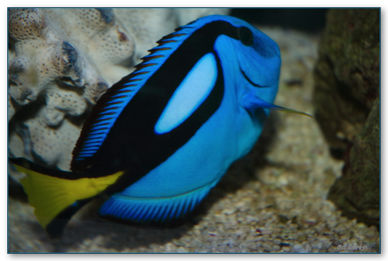 [Blue Fish 2.jpg]