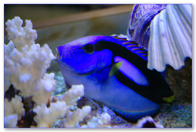 [Blue Fish.jpg]