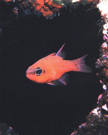 [CardinalFish-Alone.jpg]