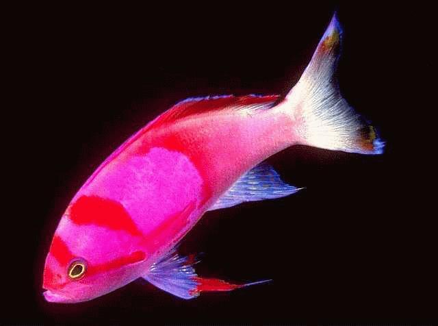 [ColorfulFish-anthias.jpg]