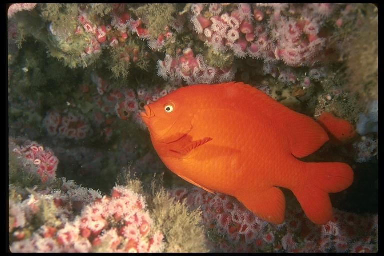 [CoralRedFish-200052.jpg]