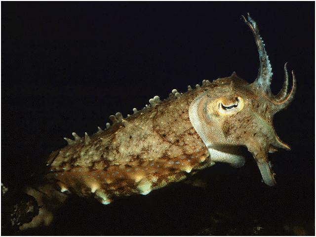 [Cuttlefish1-SleepyEyes.jpg]
