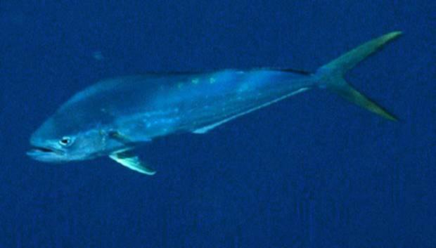 [Dorado-Coryphaena_hippurus1-DolphinFish.jpg]
