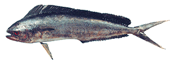 [Dorado-f117a-DolphinFish.gif]