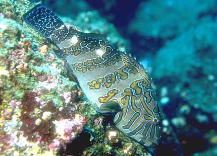 [Galapagos_Fish_01-WeirdTropicalFish.jpg]