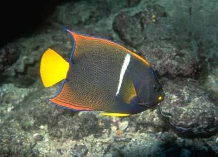 [Galapagos_Fish_02-Butterflyfish.jpg]