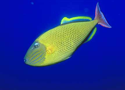 [Galapagos_Fish_03-WeirdTriggerFish.jpg]