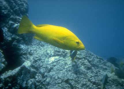 [Galapagos_Fish_04-YellowTropicalFish.jpg]