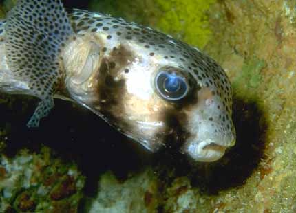 [Galapagos_Fish_06-WeirdTropicalFish.jpg]