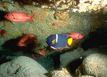 [Galapagos_Fish_08-TropicalRedFishes_n_butterflyfish.jpg]