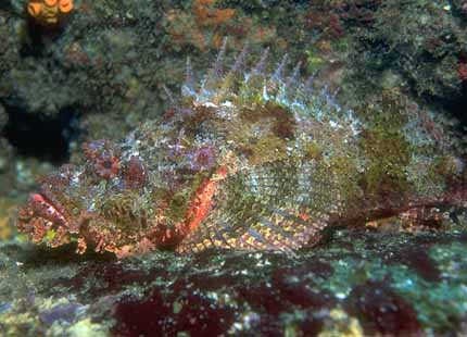 [Galapagos_Fish_09-WeirdTropicalStoneFish.jpg]